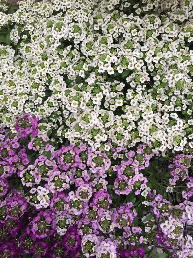 image-86d4d.jpg